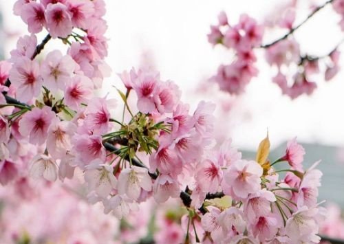 冰心写植物的现代诗有哪些