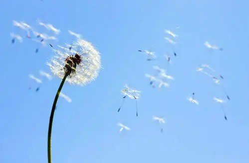 靠风传播种子的植物都有哪些呀?