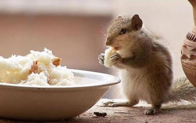 华南农大通报老鼠食堂爬行，学校因此事处罚了多少人？