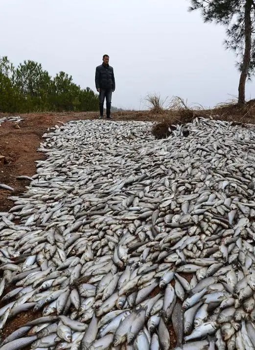 洞庭湖旱灾导致大量鱼类被困死亡，高温下的洞庭湖面临哪些困境呢？