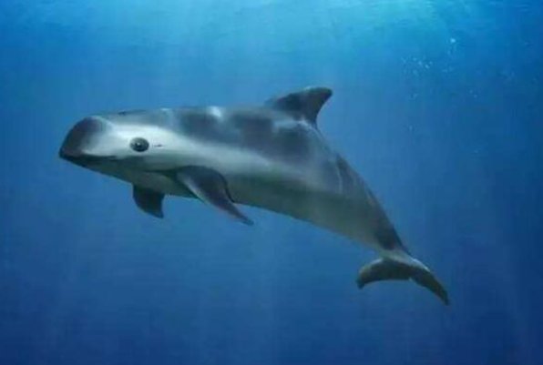 世界上最珍贵的动物