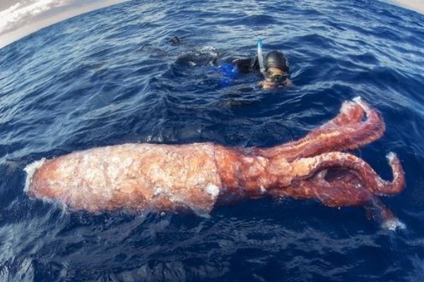 世界上有大王乌贼吗