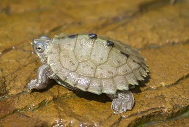 世界十大凶猛龟是哪些