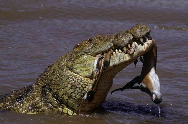 世界十大巨型鳄鱼