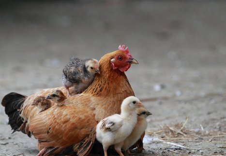 火上添油指什么生肖