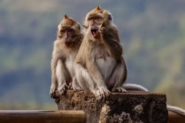 百兽称臣代表什么生肖