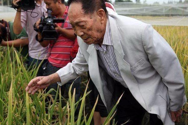 中国杂交水稻之父袁隆平，他在国际上的名声和地位如何