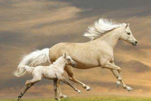 周游列国打一动物生肖