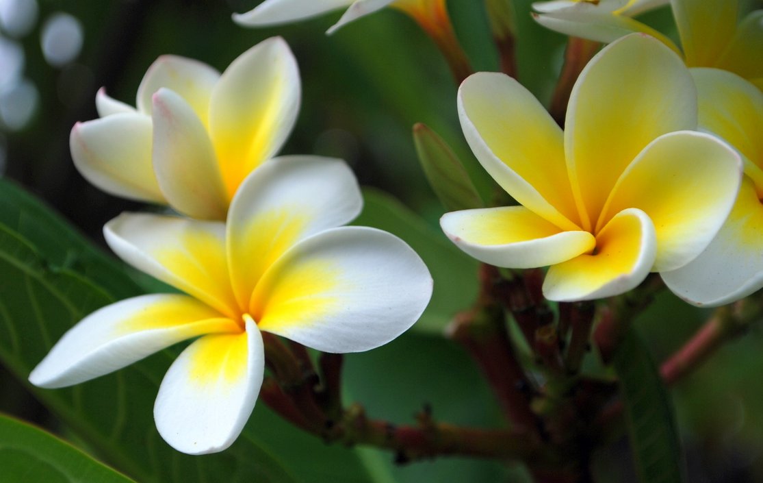 缅栀花的花语是什么？