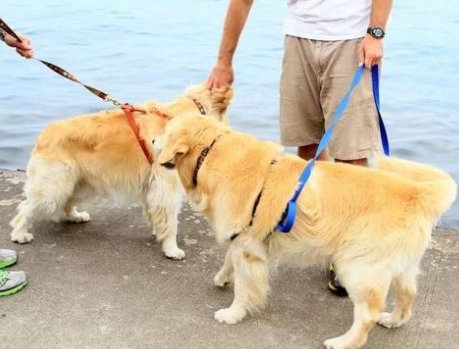 男子遛狗不拴绳被罚款2500元，遛狗不拴绳会导致什么后果？