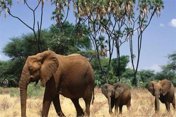 哪些动物在死后可以保持站立姿势，为什么？