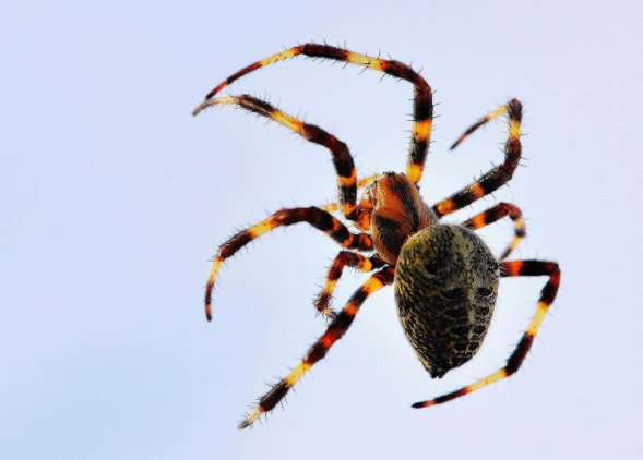 蜘蛛怕什么？？