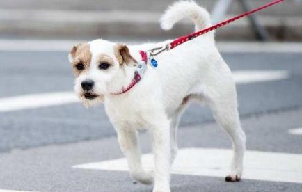 男子遛狗不拴绳被罚款2500元，遛狗不拴绳会导致什么后果？