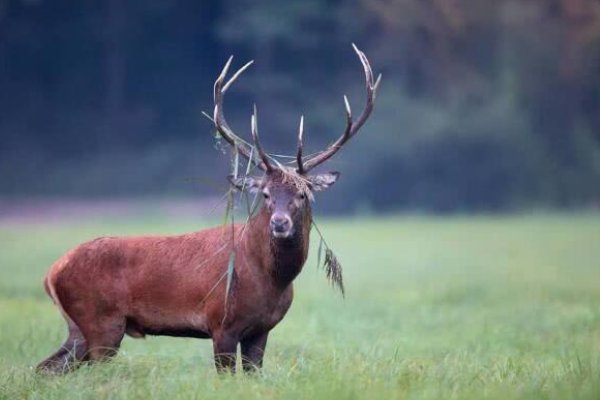 四不像有哪四不像