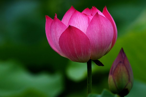 荷花 的 资料 。 （花瓣颜色、花瓣形状、花的气味、花朵大小、雄蕊雌蕊数目、花萼数目……）