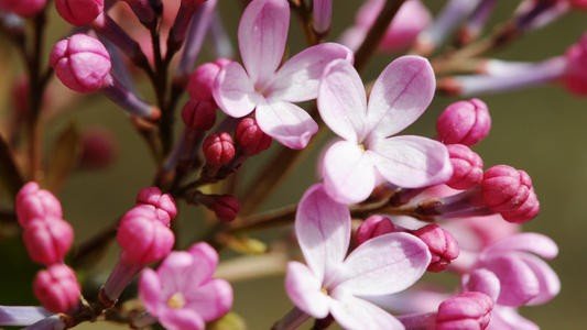 丁香花什么时候开花具体月份