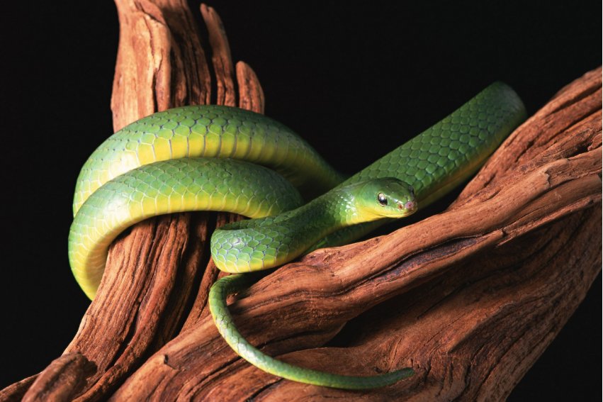 贤才君子指的是什么动物