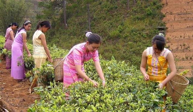 眉山一3岁萌娃在茶山上帮妈妈采茶叶的视频走红，网友对此有何评价？