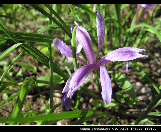 矮紫苞鸢尾的地理分布