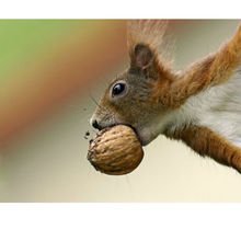 沙龙兔的形态特征