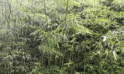 熊猫最爱吃的10种食物