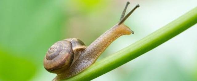 蜗牛壳破了怎么办?