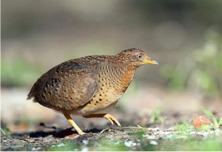 贵州秀水蛟龙声音的视频，政府是否已经介入？