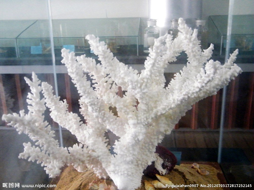 珊瑚和珊瑚虫都是生物吗？请说明理由。