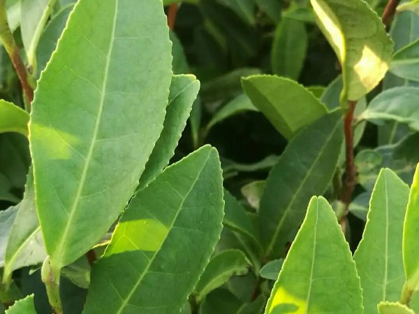 茶树上的树花怎样去除