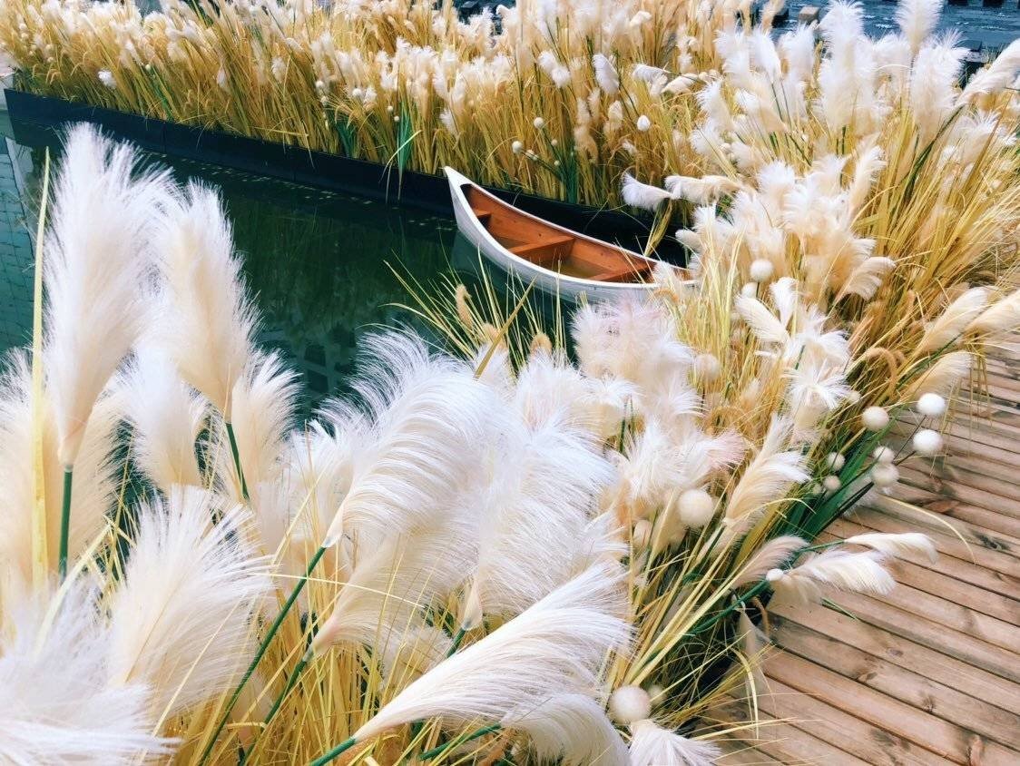 靠风传播种子的植物都有哪些呀?