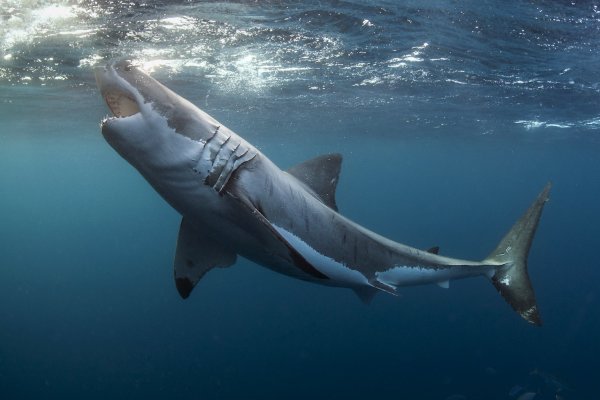 鲨鱼如何捕食的