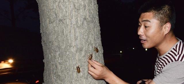 知了猴明明在树上产卵，为何却从地下爬出来呢？