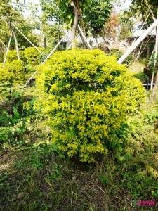 黄叶假连翘的生长习性