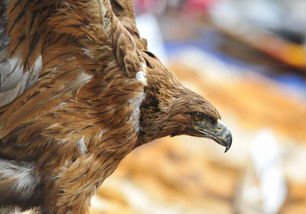 杭州多个市场仍售卖野味，为何有人举报都约束不了这些商贩？