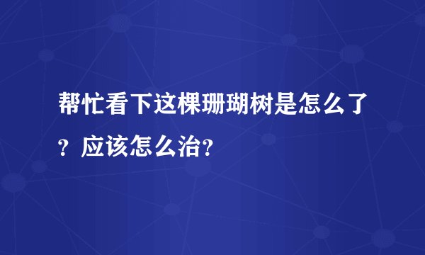 帮忙看下这棵珊瑚树是怎么了？应该怎么治？