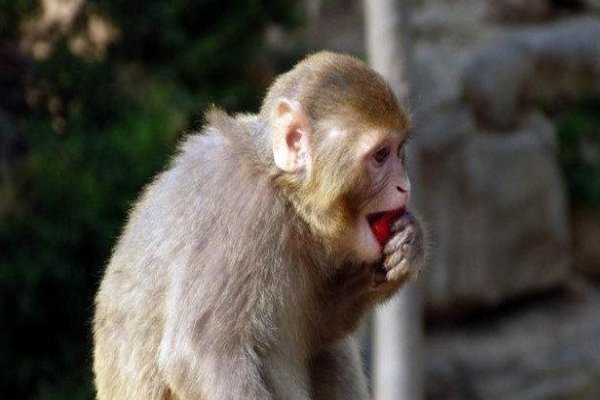 得意忘形打一生肖最佳答案