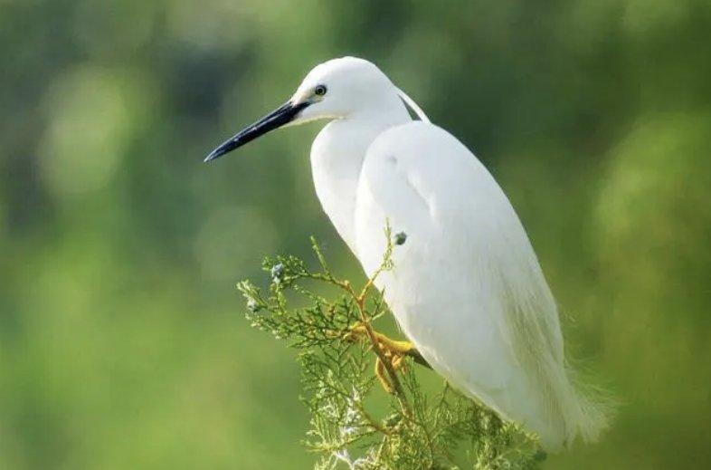 蓑毛的意思在《白鹭》中的意思
