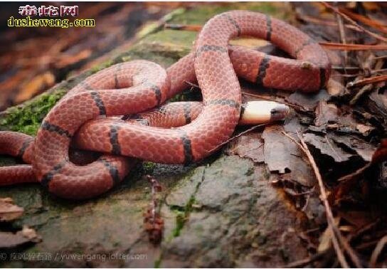 农村红蛇是什么蛇