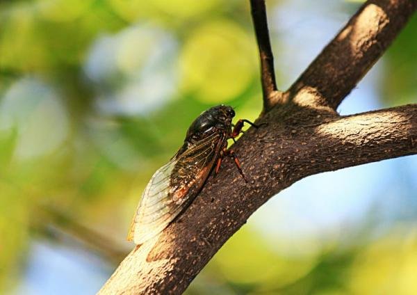 是谁告诉蝉要下雨了？