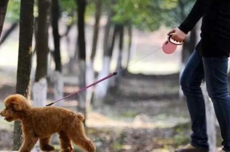 男子遛狗不拴绳被罚款2500元，遛狗不拴绳会导致什么后果？