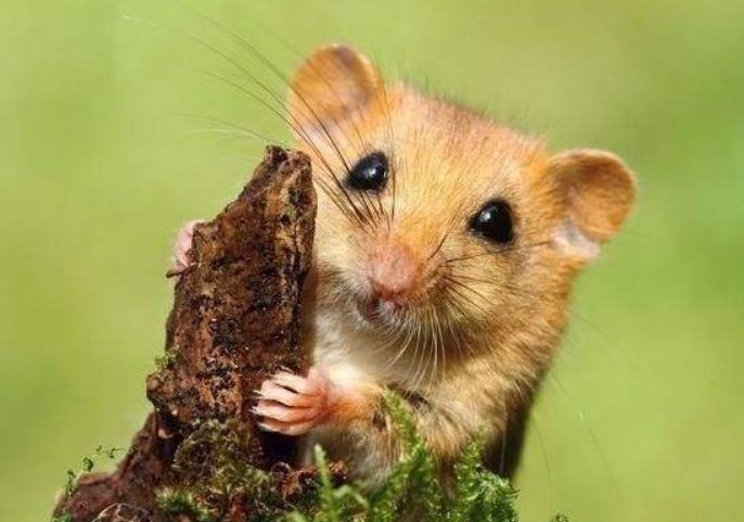 忆昔抚今打一最佳生肖