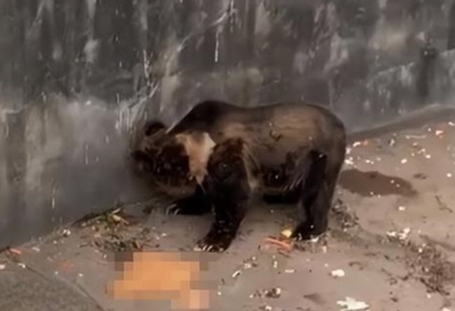 动物园回应游客向熊投喂致其呕吐，具体的回应内容是什么？