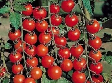 当时杨贵妃能吃到西红柿吗