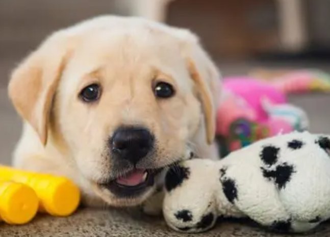 和狗狗怎么玩耍