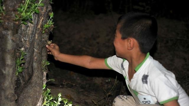 知了猴明明在树上产卵，为何却从地下爬出来呢？