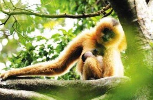 世界上最珍贵的动物