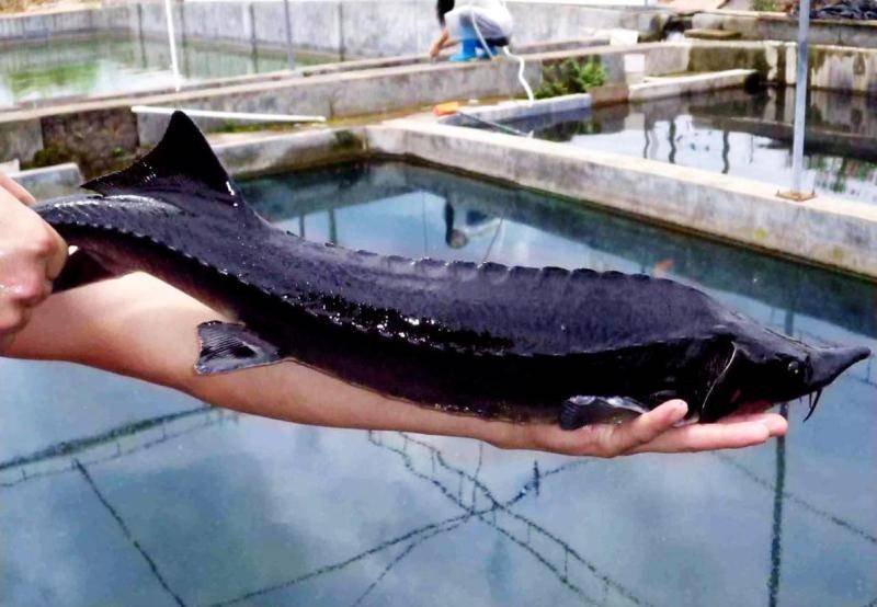 现在所发现的鲟鱼主要分布在，长江金沙江下部到入海的河口，鲟鱼吃什么？