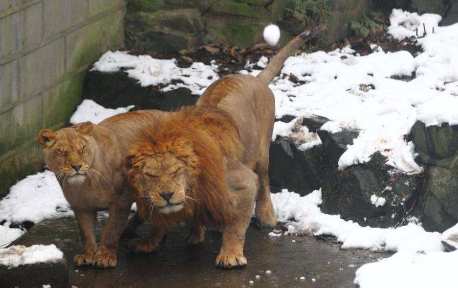 动物园狮子与游客对吼，最后是谁先投降的？