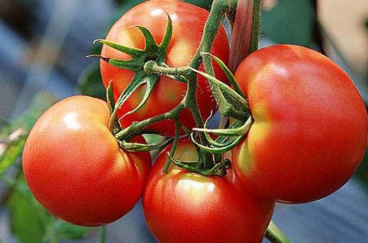 在当时杨贵妃能吃到西红柿吗