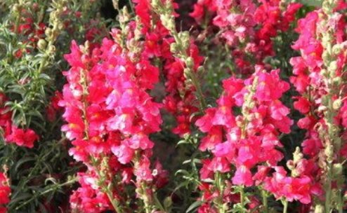 菊花和玫瑰各代表什么？